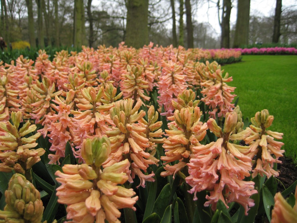 Keukenhof2