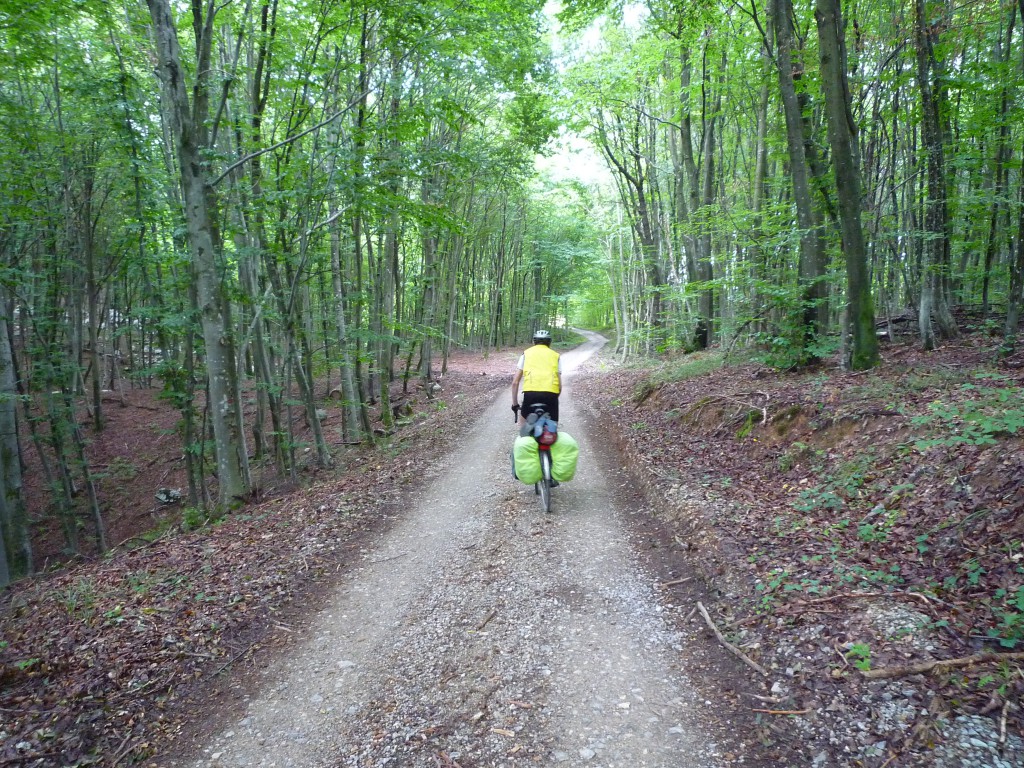 Riding through the forest