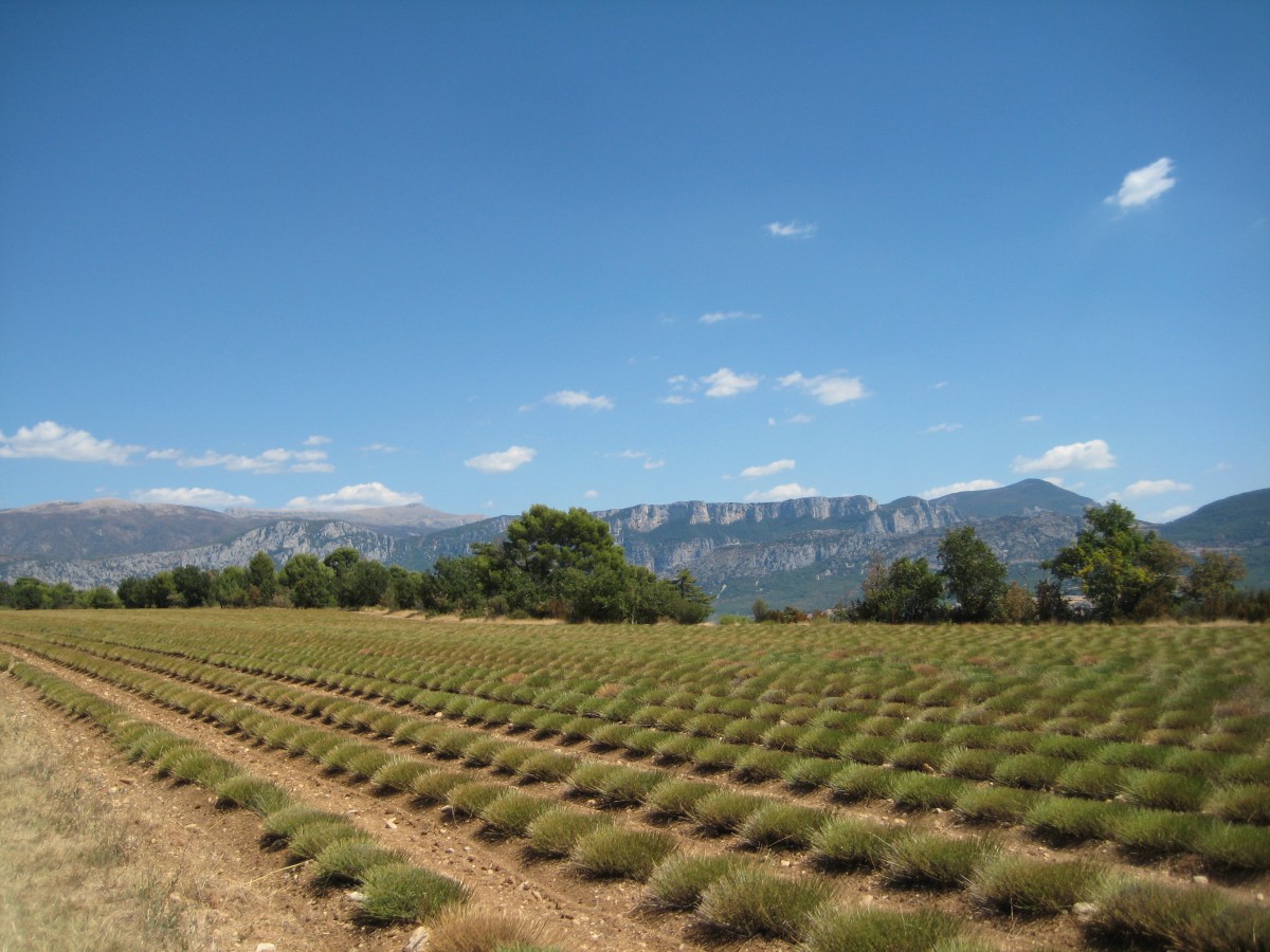 Lavender fields above lake